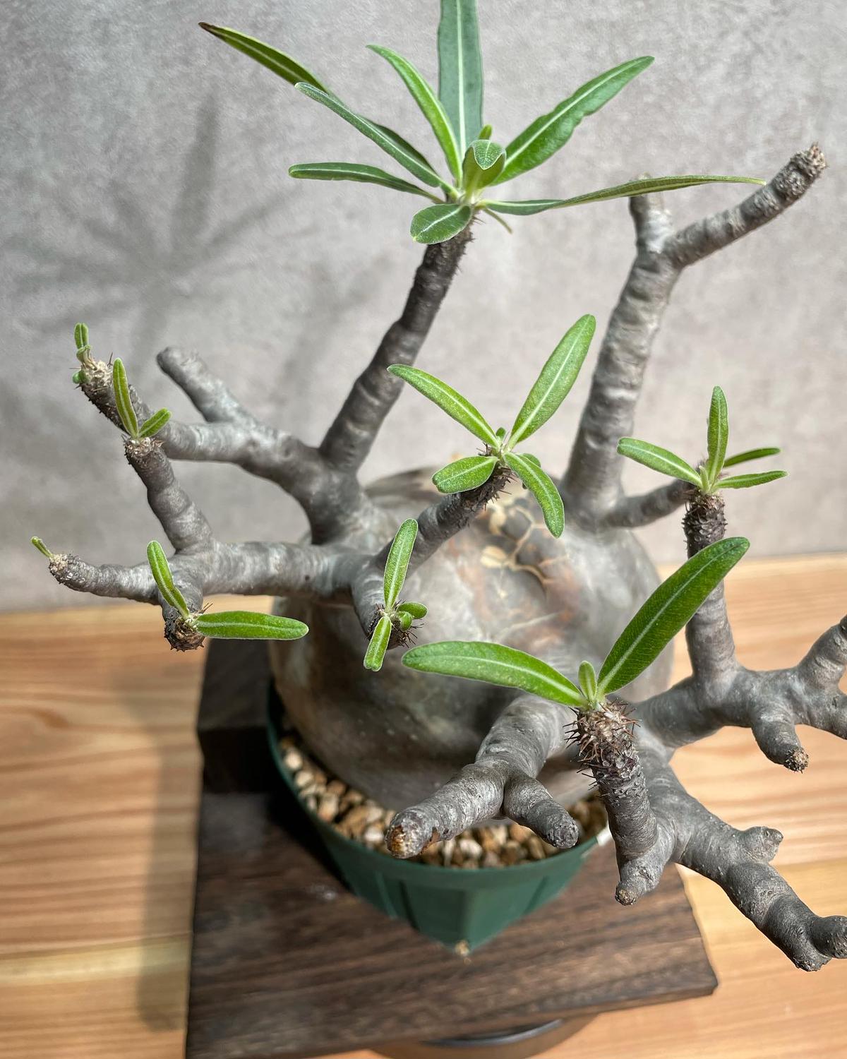 パキポディウム グラキリス Pachypodium gracilius 発根済(塊根幅13cm) (商品番号gk-23) パキポディウム グラキリス Pachypodium gracilius 発根済(塊根幅13cm) (商品番号gk-23)