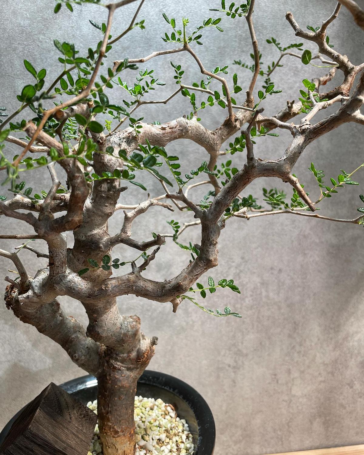 コミフォラ モンストローサ Commiphora Monstruosa Commiphora monstruosa コミフォラ モンストローサ 発根済現地株 1 |