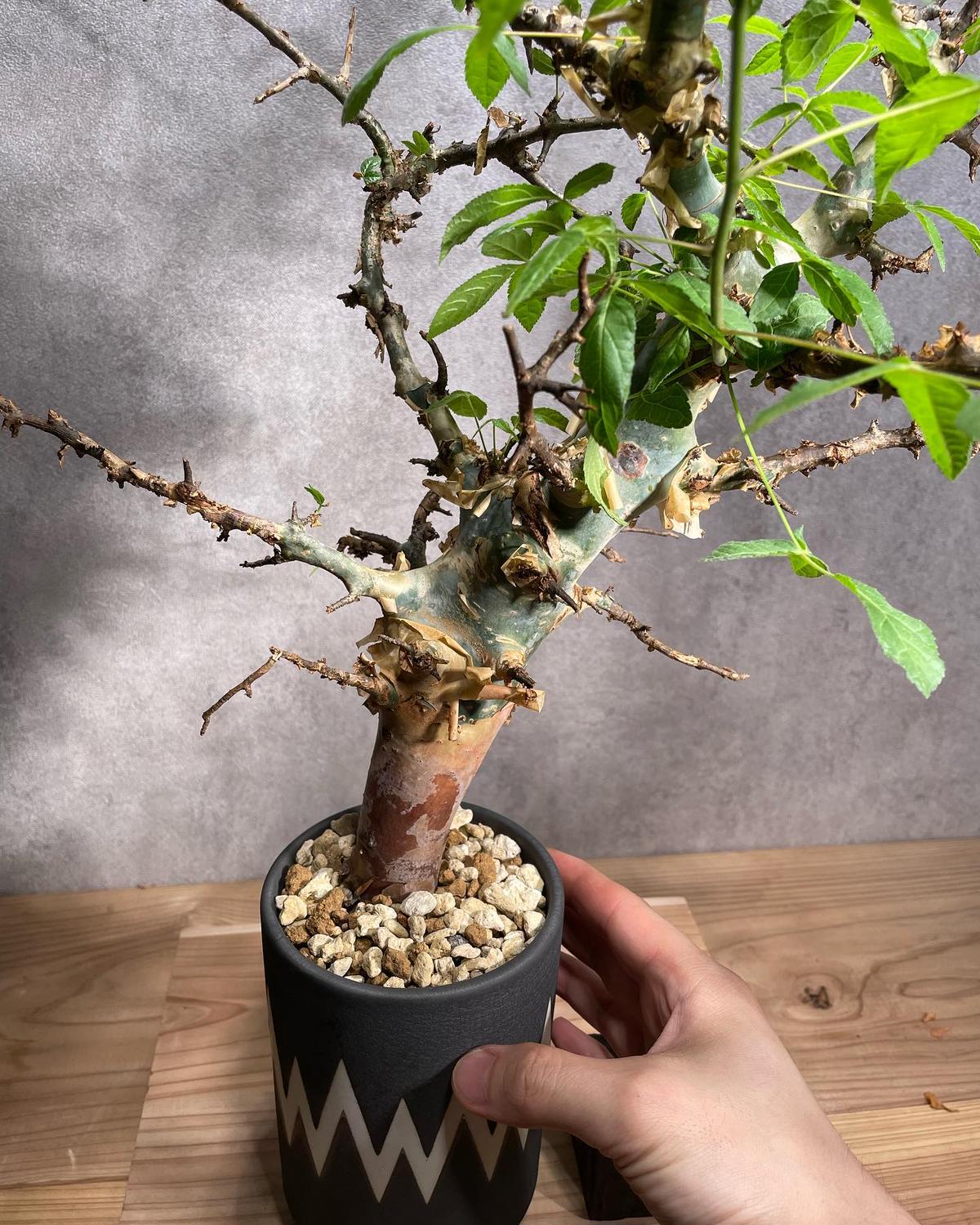コミフォラエミニー 発根済 (商品番号en-2valiem) | RISE-CAUDEX O... コミフォラエミニー 発根済 (商品番号en-2valiem) | RISE-CAUDEX O...
