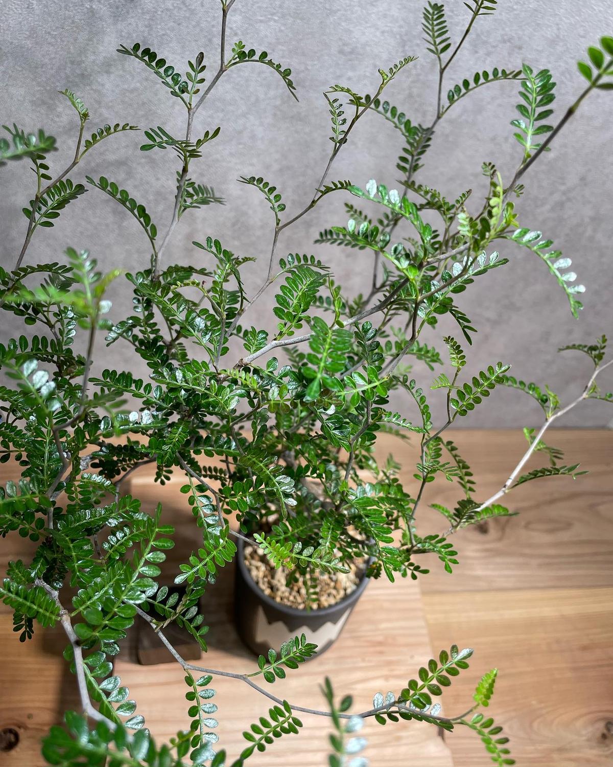 オペルクリカリア パキプス 実生5年株 発根済 (商品番号PP-52valiem