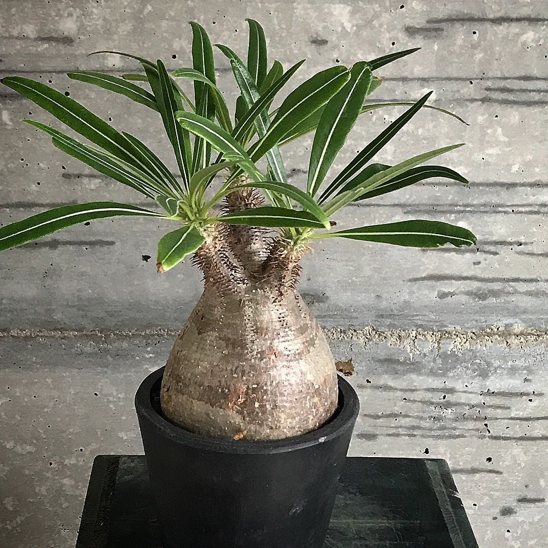 パキポディウム グラキリス 特選 Bot