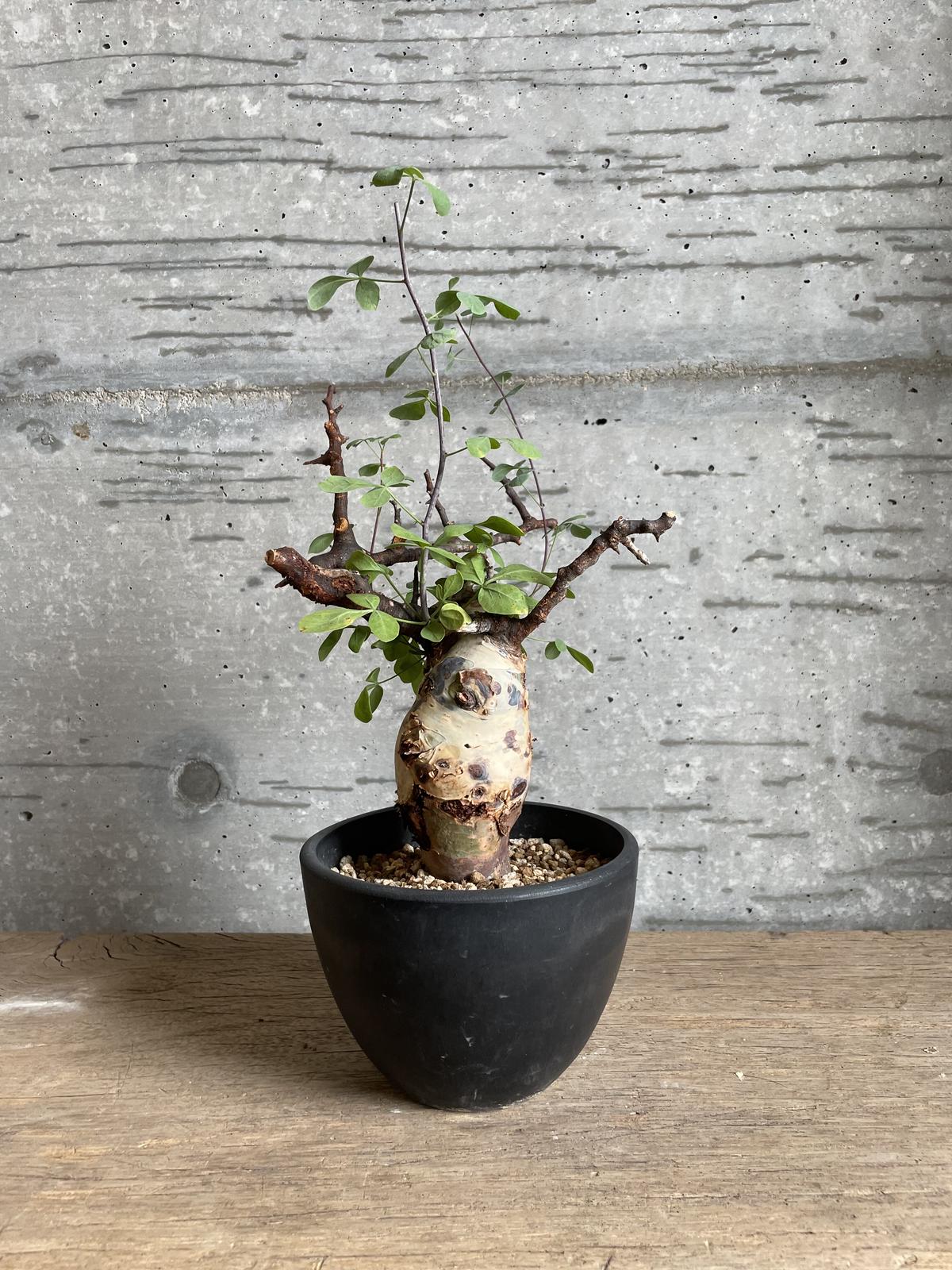 9月5日輸入】 コミフォラ・カタフ・ソマリア 9月5日輸入】 コミフォラ・カタフ・ソマリア