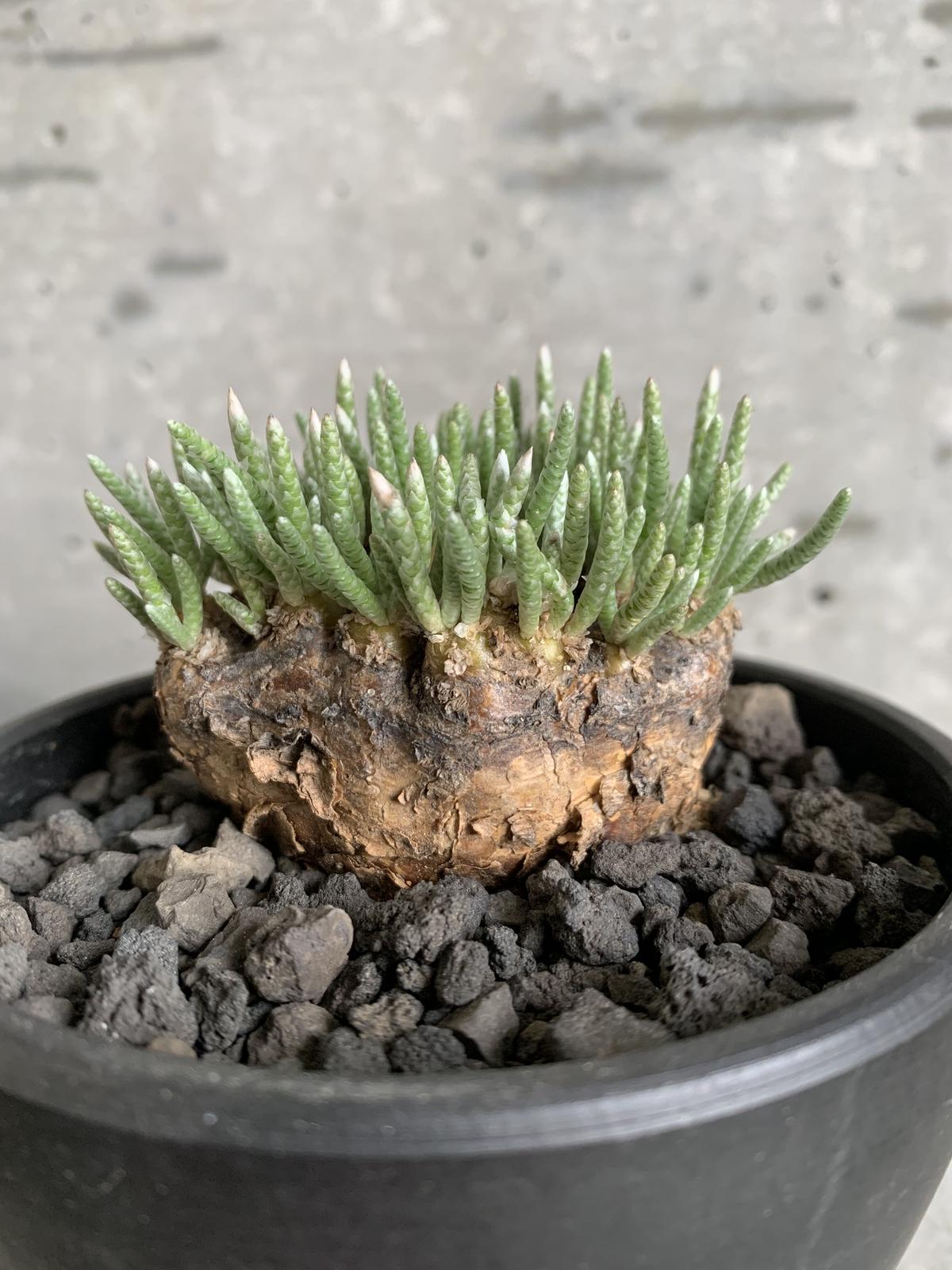 【美品】タビビトノキ 美品】タビビトノキ 5 【公式通販】