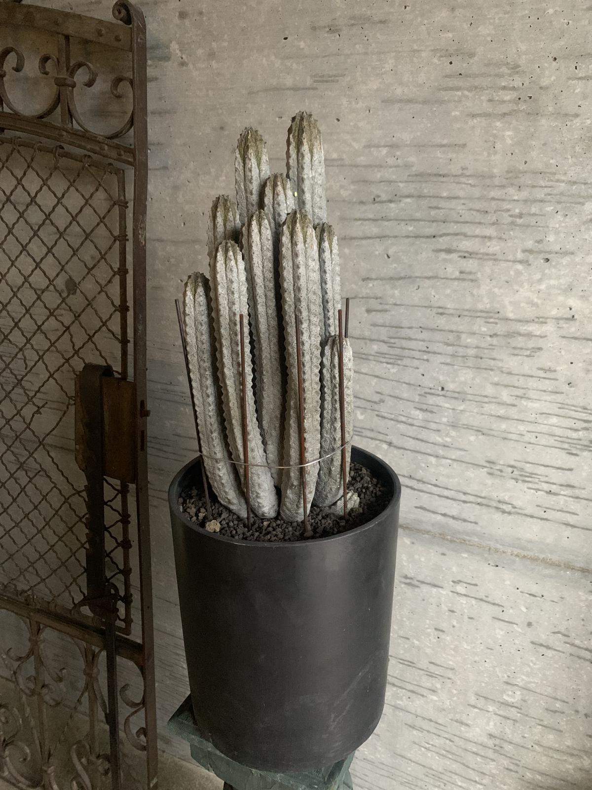 EUPHORBIA JOURNAL 1 ユーフォルビア 洋書 植物 インテリア EUPHORBIA JOURNAL 1 ユーフォルビア 洋書 植物 インテリア