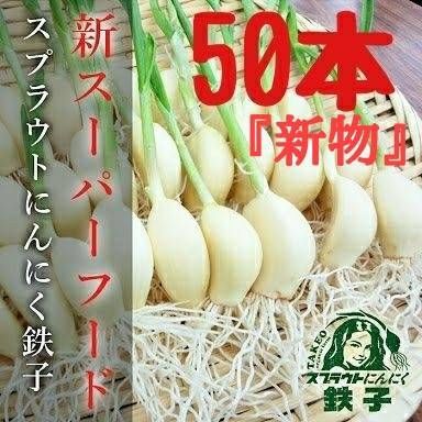 単発購入 新物シーズン初登場 スプラウトにんにく鉄子50本 水耕栽培の発芽にんにく ク 単発購入 新物シーズン初登場 スプラウトにんにく鉄子50本 水耕栽培の発芽にんにく ク