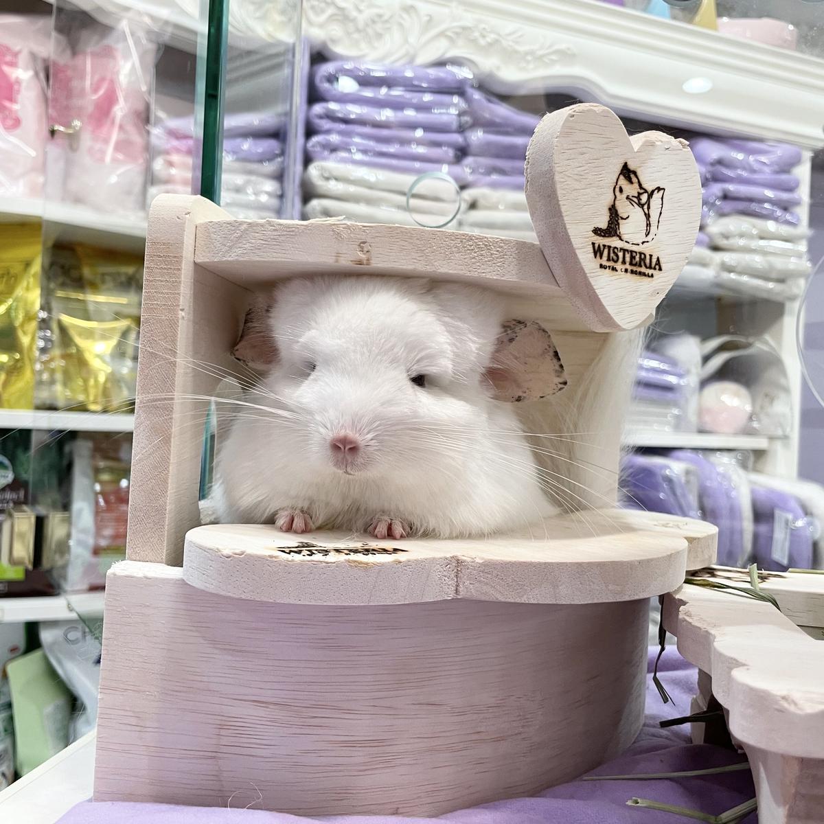 可愛いクリスマスツリーやギフトが Chinchilla Costume Shirt Cute Chinchillas パーカー Levolk Es