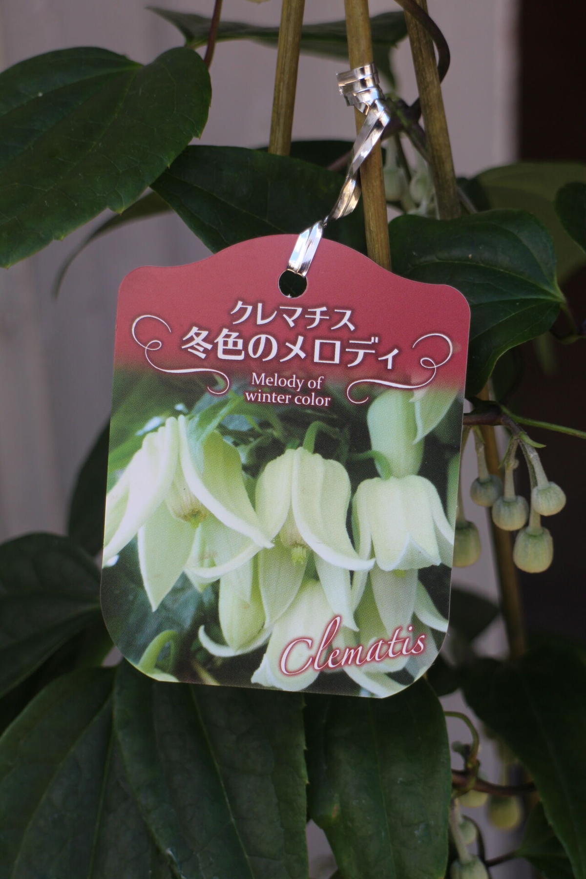 クレマチス 冬色のメロディー アンスンエンシス ローザンベリー多和田公式オンラインストア