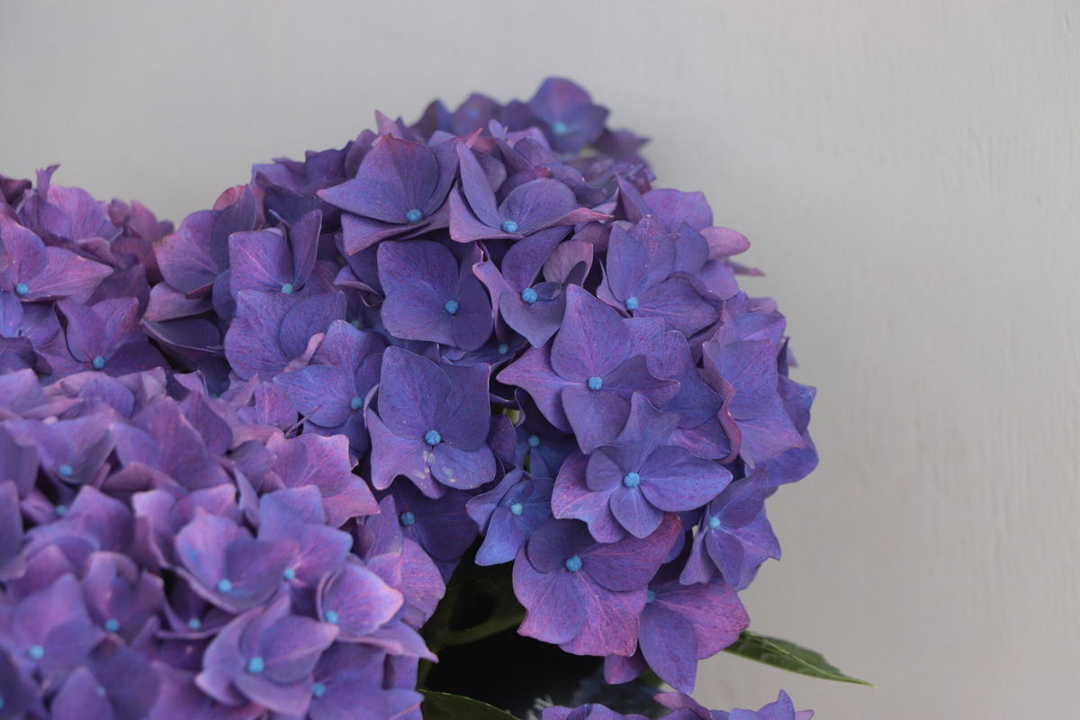 アジサイ ディープパープル ローザンベリー多和田公式オンラインストア