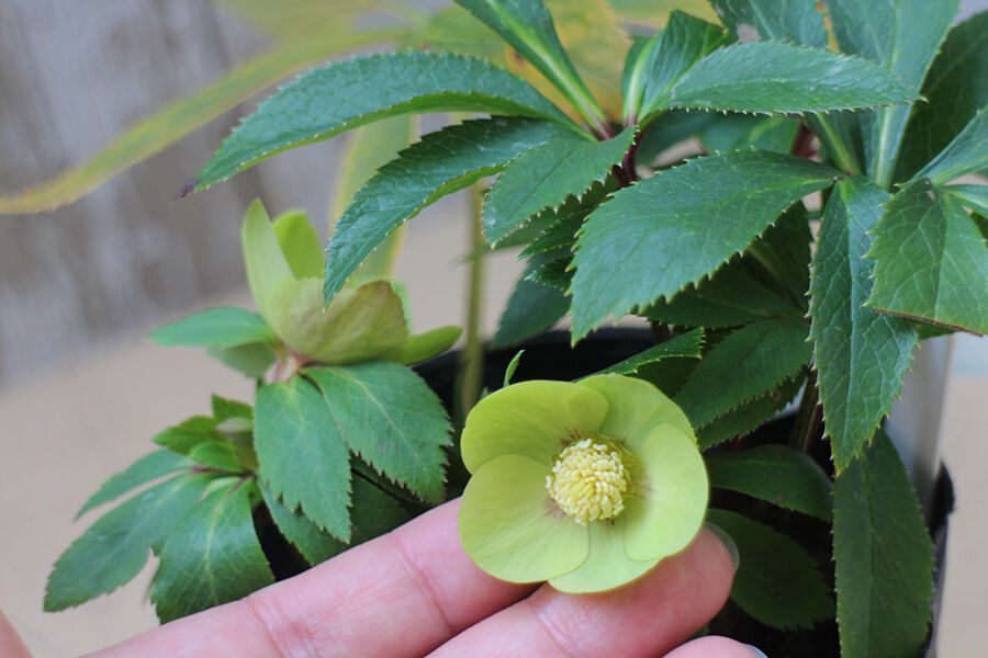 117 クリスマスローズ グリーニッシュオーレアシングル ローザンベリー多和田公式オン