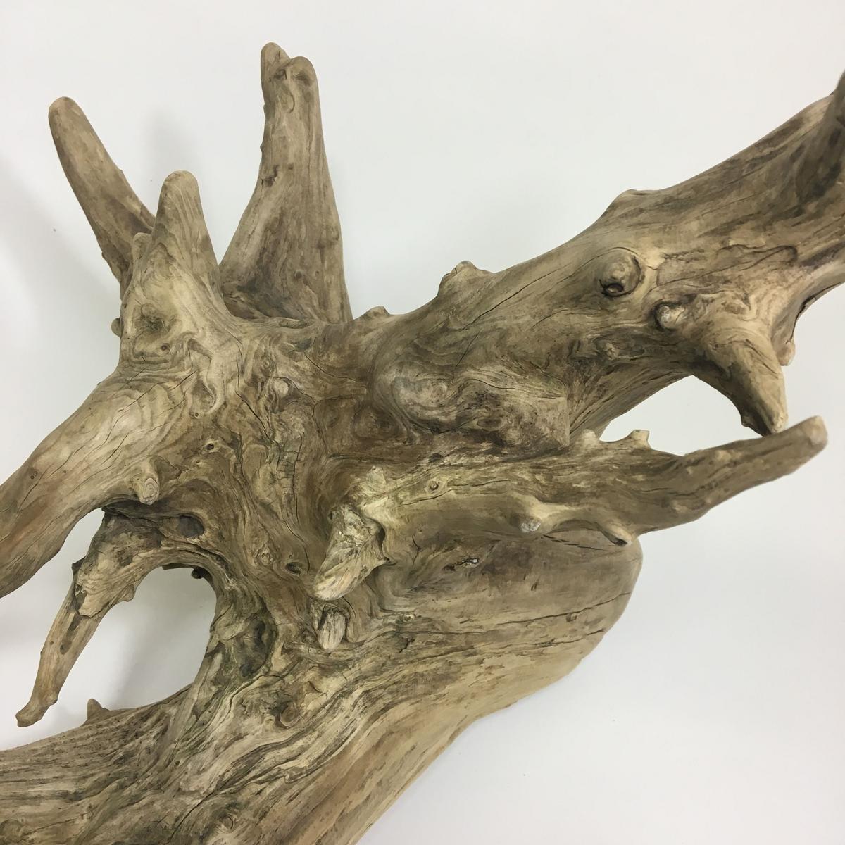 限定販売】 流木 店舗向け インテリア