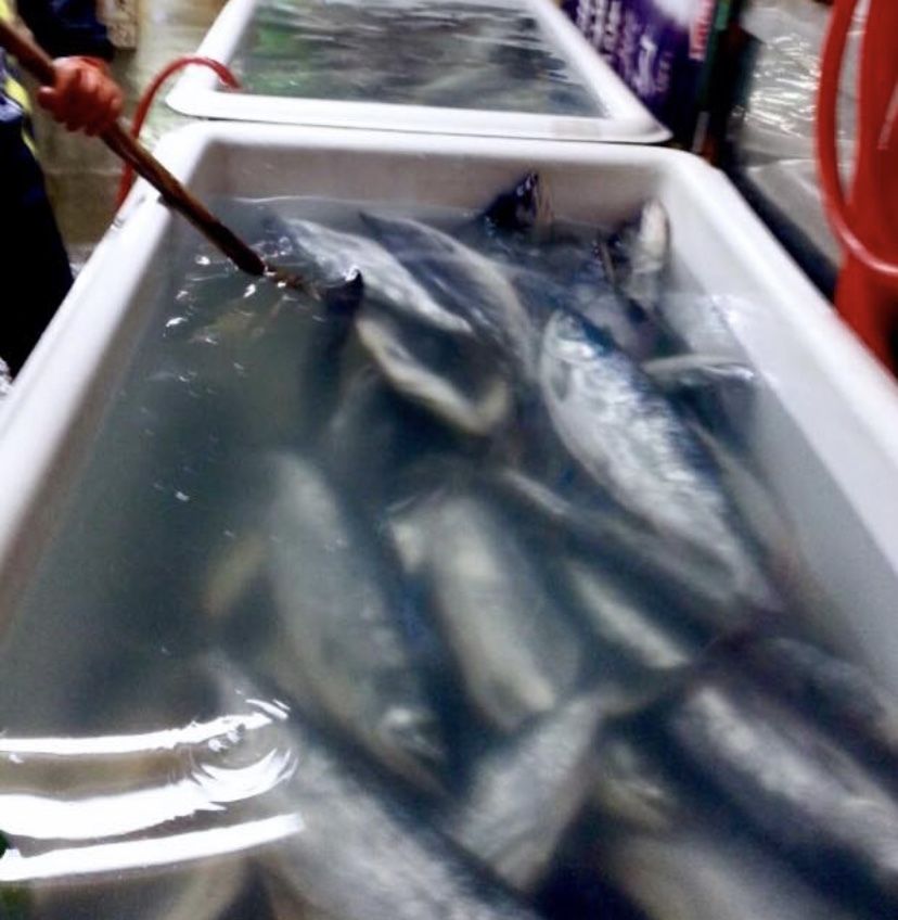 最高級ブランド鮭 「銀聖」山漬け 切身【送料無料】 Maruya Kaisan