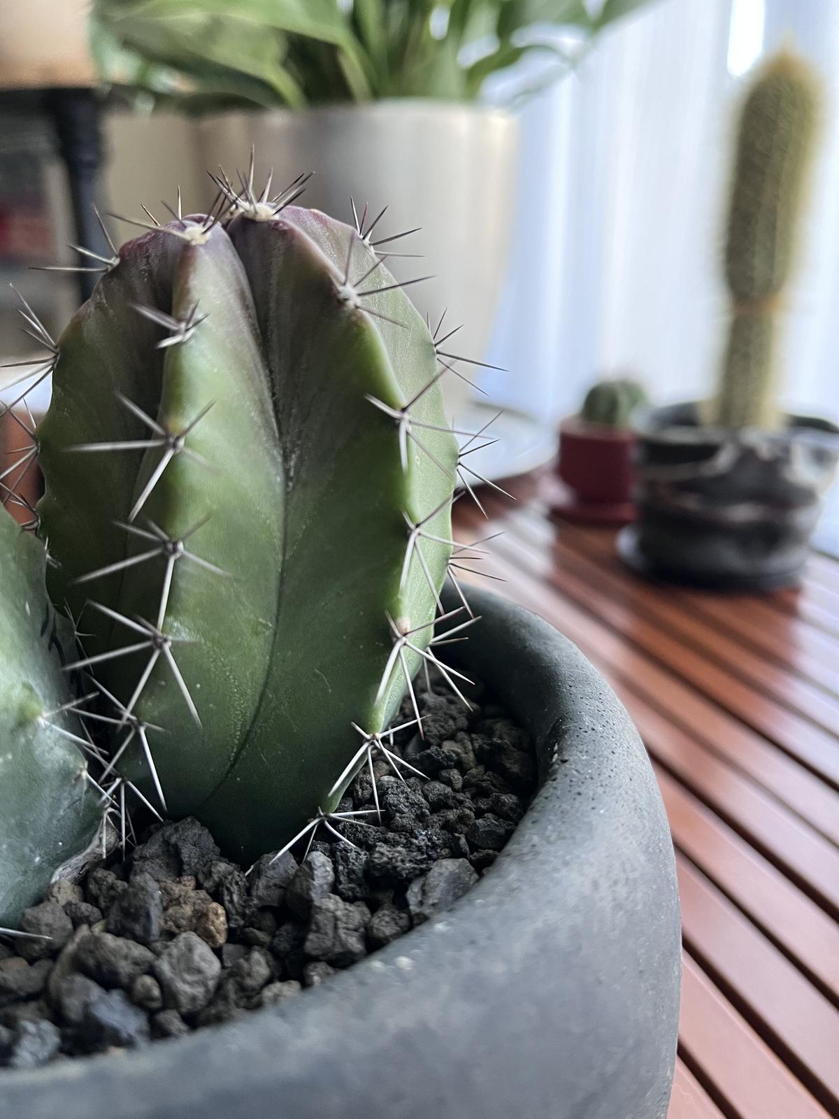 柱サボテン雷神閣綴化(最終値下げ) 柱サボテン雷神閣綴化(最終値下げ) 【公式通販】