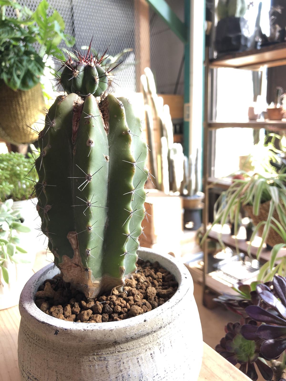 柱サボテン ポラスキア属 雷神閣 4号鉢 B 高さ約32ｃｍ 25 Off B