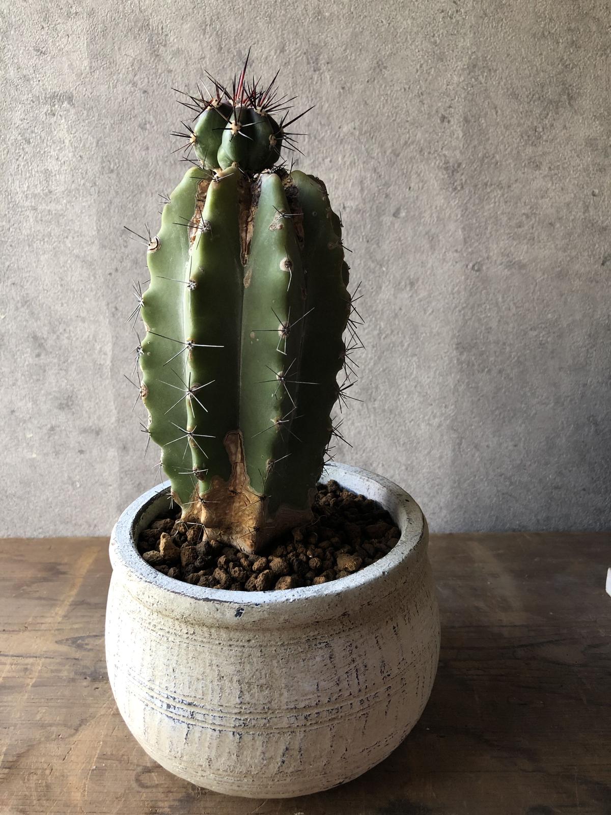 柱サボテン雷神閣綴化(最終値下げ) 柱サボテン雷神閣綴化(最終値下げ) 【公式通販】