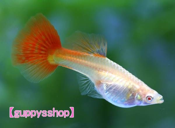 フルレッド・RREAレッドレースコブラ・メドューサ・コーラル・所沢・ノーマルドイツイエロー フルレッド・RREAレッドレースコブラ・メドューサ・コーラル・所沢