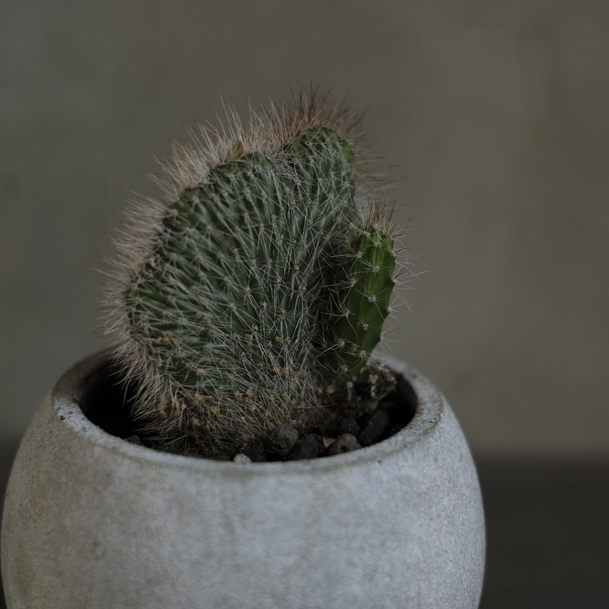 クライストカクタス石化 Saku Botanicalworks