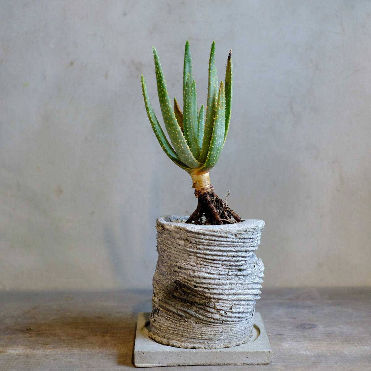 現金特価 アロエ ディコトマ 引き取り希望 植物 観葉植物 Www Smithsfalls Ca