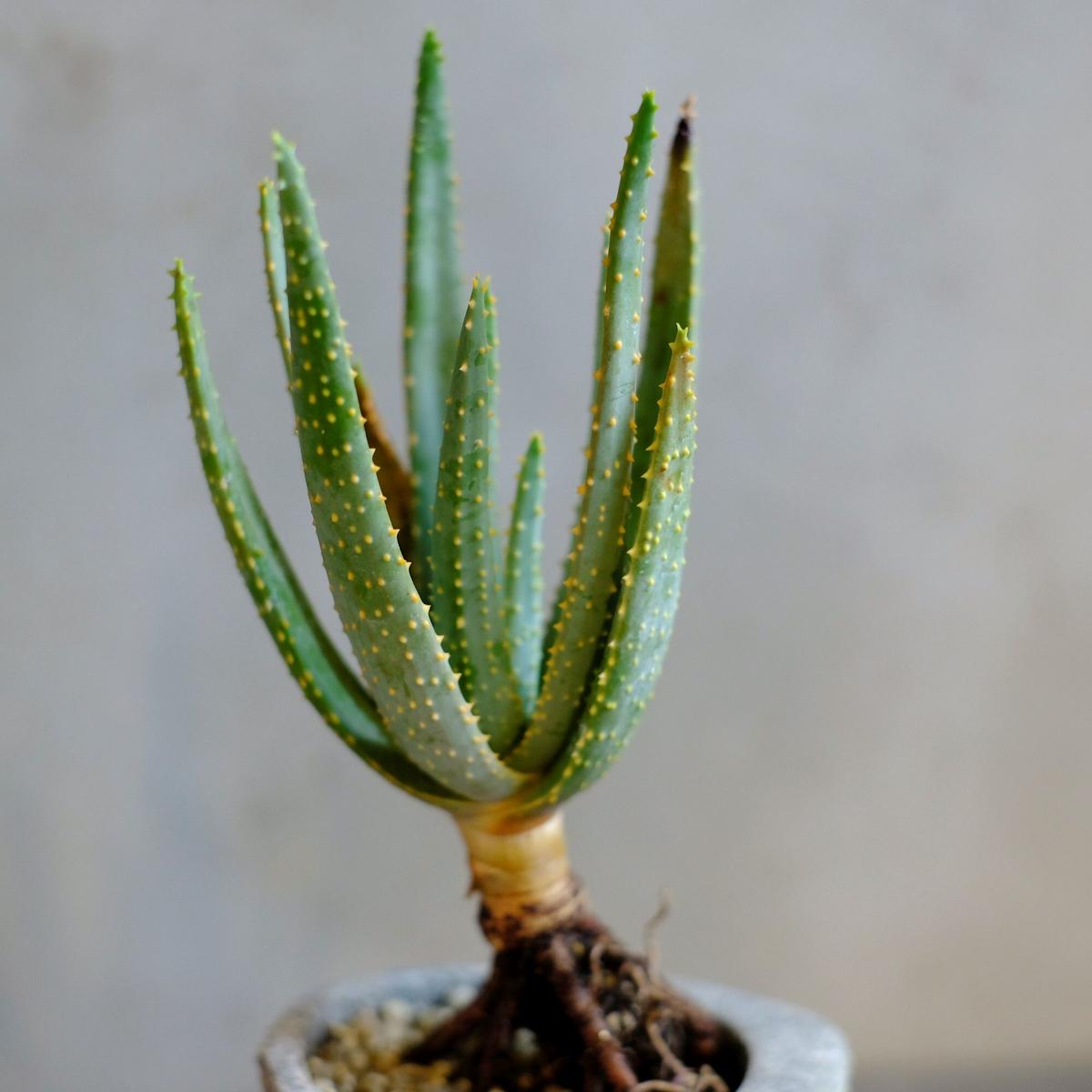 現金特価 アロエ ディコトマ 引き取り希望 植物 観葉植物 Www Smithsfalls Ca