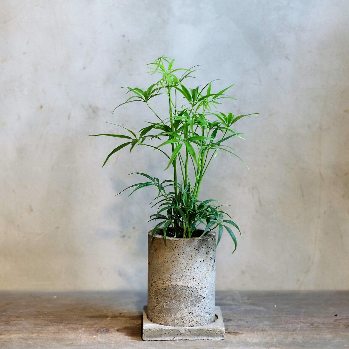 シェフレラ ルフィーナ Saku Botanicalworks シェフレラ ルフィーナ Saku Botanicalworks