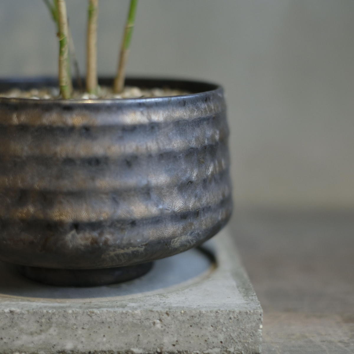 シェフレラ ルフィーナ Saku Botanicalworks