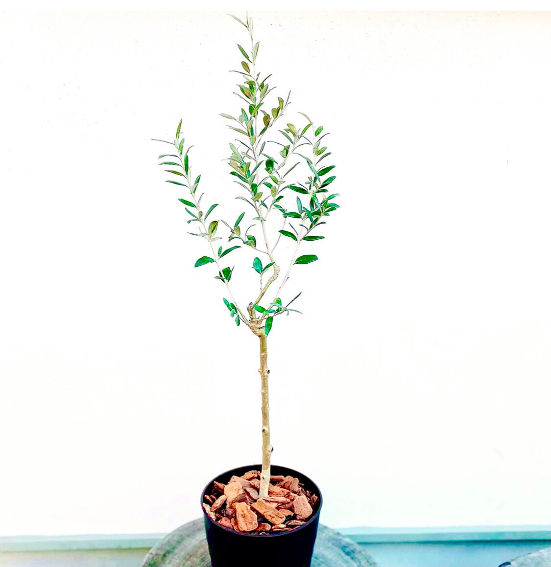 ⭐︎実付き⭐︎オリーブの木 ゲムリック 苗 苗木