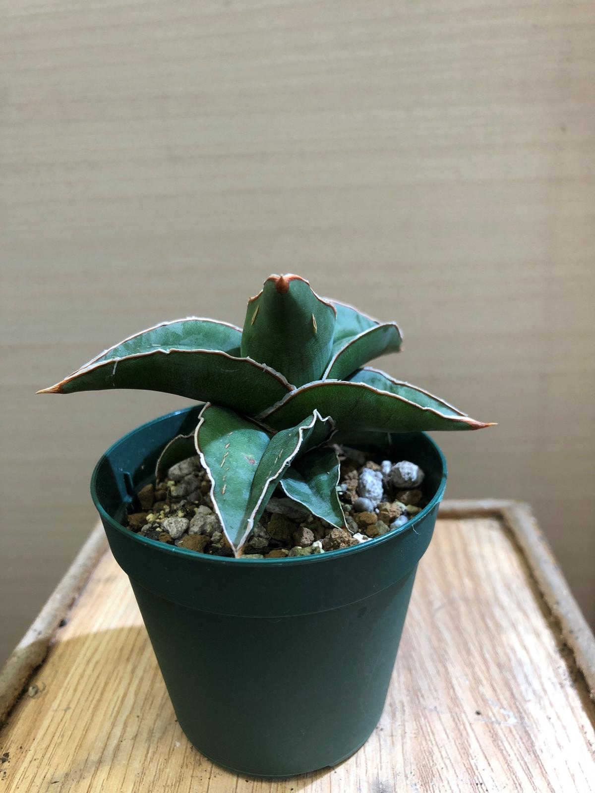 希少】Stephaniakaweesakii ステファニアカウィーサキー