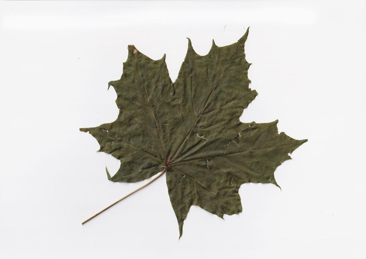 オーガニックサウナウィスクmaple 楓 サウナイキタイstore