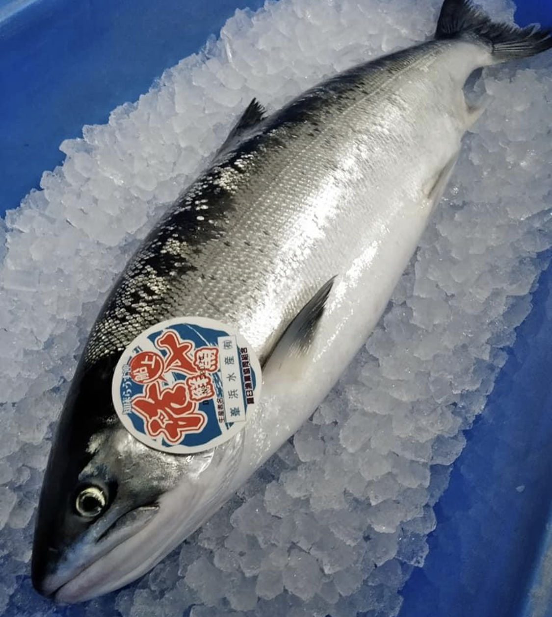 7月いっぱいで終了予定 羅臼より トキシラズ 時サケ 3 5kg 4 0kg