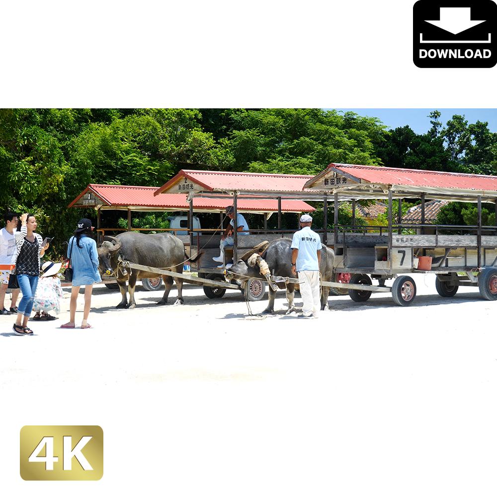 竹富島 牛車 ロイヤリティフリー 4k Fhd動画 映像素材 Amov