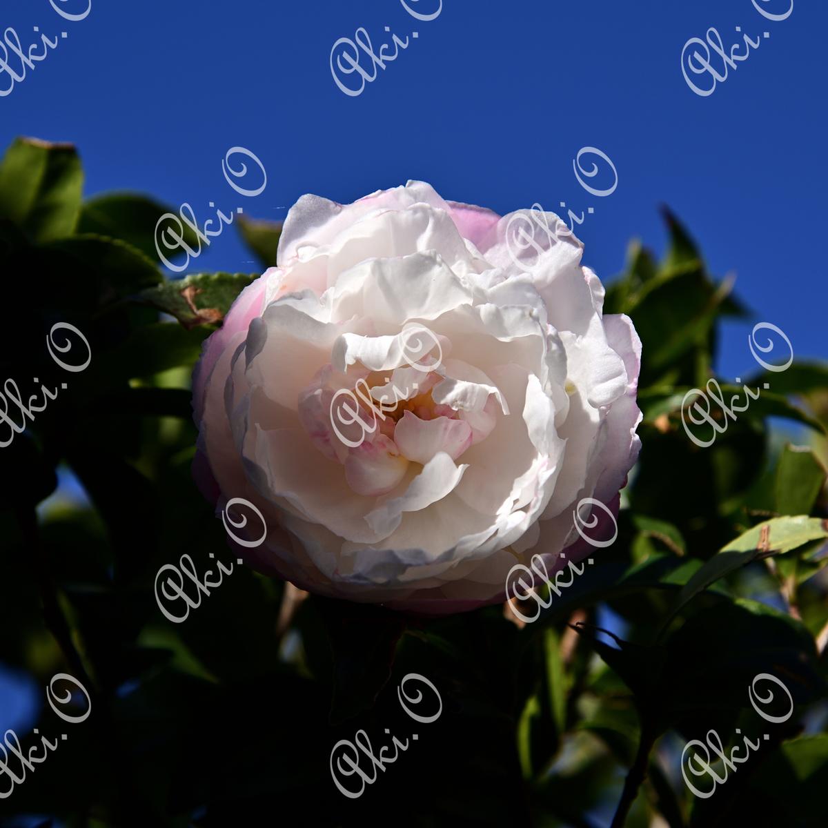 清楚で可憐な朝倉山茶花の花 美しい写真屋さん