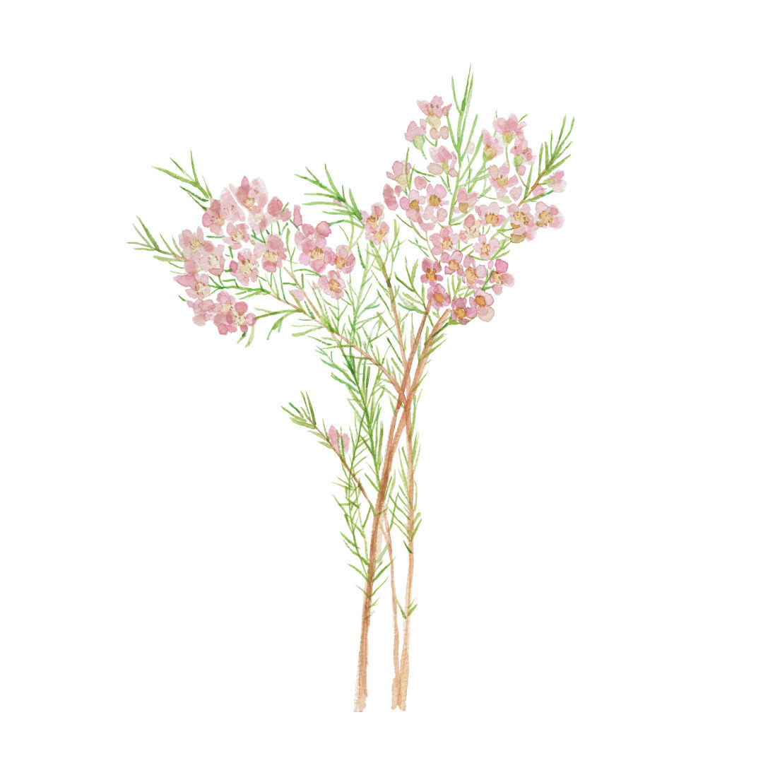 ワックスフラワー フリー素材 植物生活別館