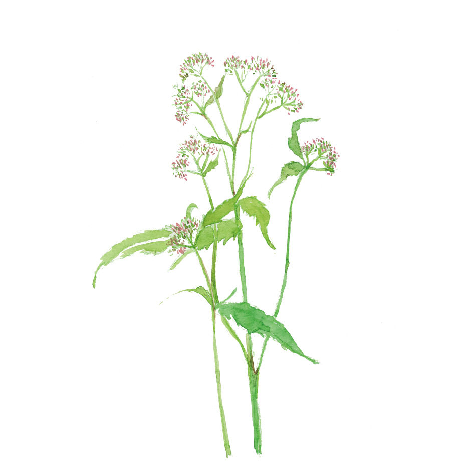 フジバカマイラスト フリー素材 植物生活別館