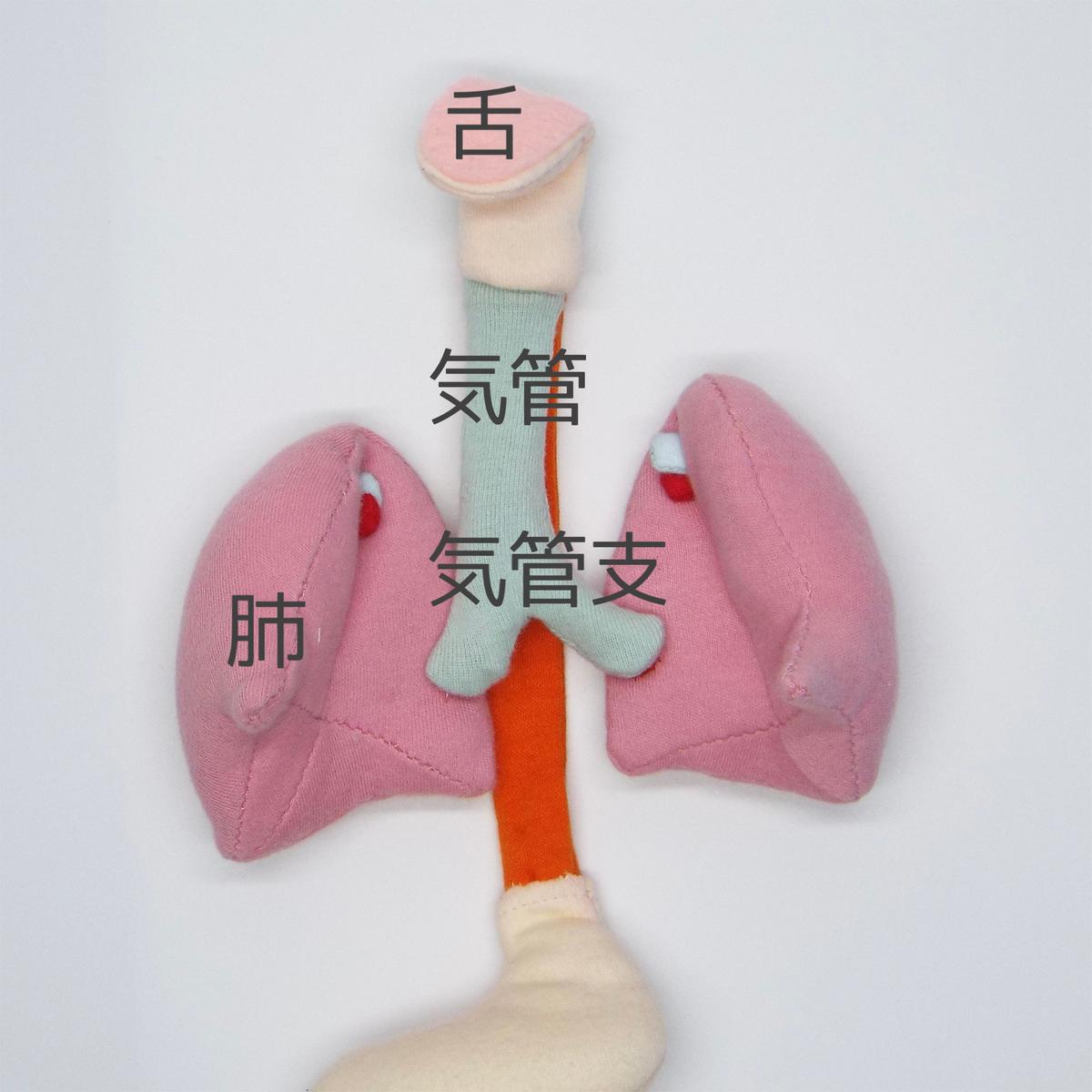 充実性臓器 _ 実質臓器 わかりやすく , 「管腔臓器」と「実質臓器」 – UROTAM