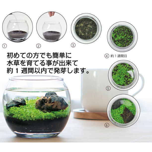 育てる水草 M 813 暦 こよみ の神宮館オンラインショップ