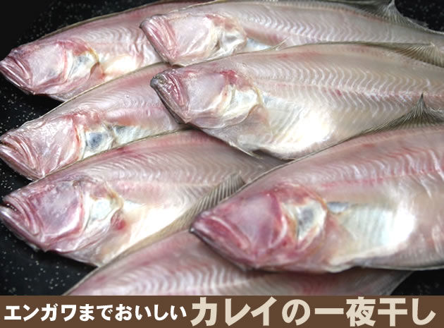 肉厚 エンガワまでうまい 越前カレイの一夜干し 認証越前ガニのお店 越前こばせ