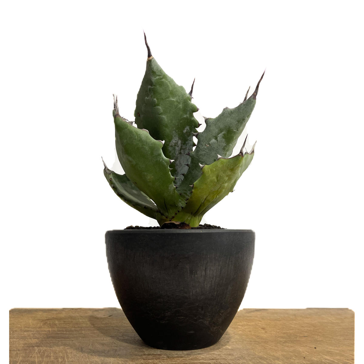 VALIEM MONSTER MOUTH DEVIL BLOCK レア VALIEM MONSTER MOUTH DEVIL