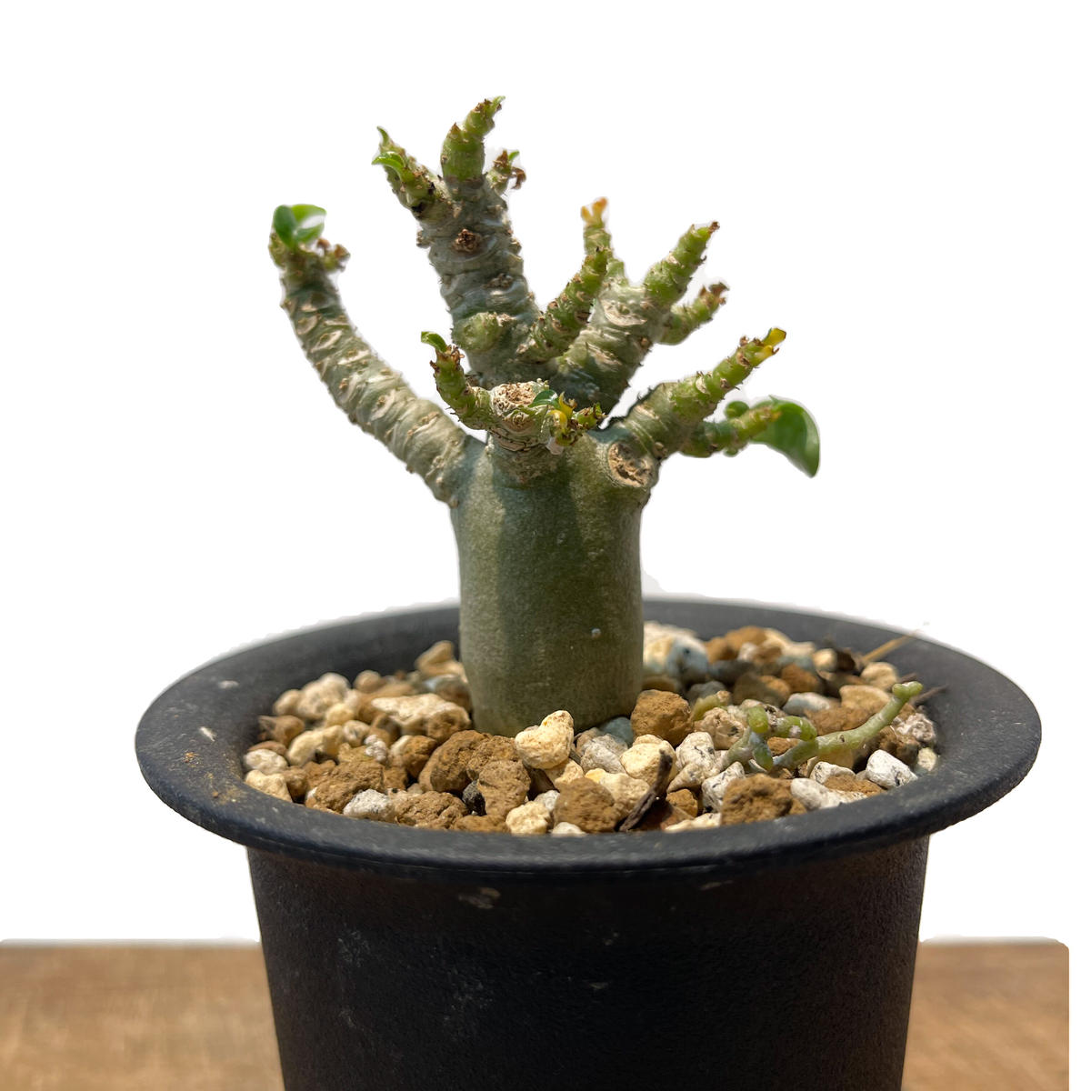 アデニウム メデューサ DHA (獅子葉) 「Adenium medusae DHA」1/13 アデニウム メデューサ DHA (獅子葉) 「Adenium medusae DHA」1/13