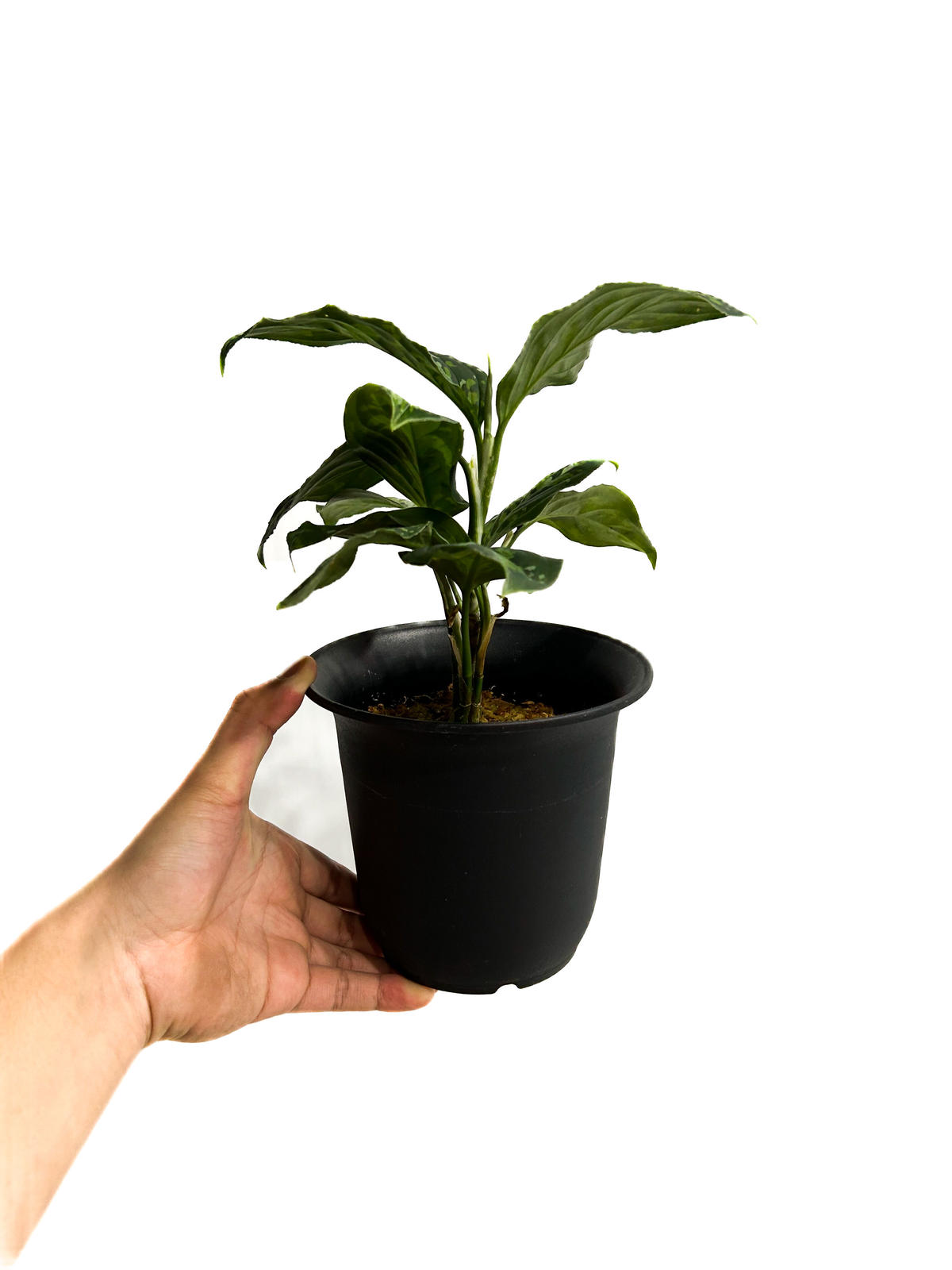 正規タグ付 Aglaonema pictum 【AZ0420-2】アグラオネマ 正規タグ付 Aglaonema pictum 【AZ0420-2】アグラオネマ 正規タグ付