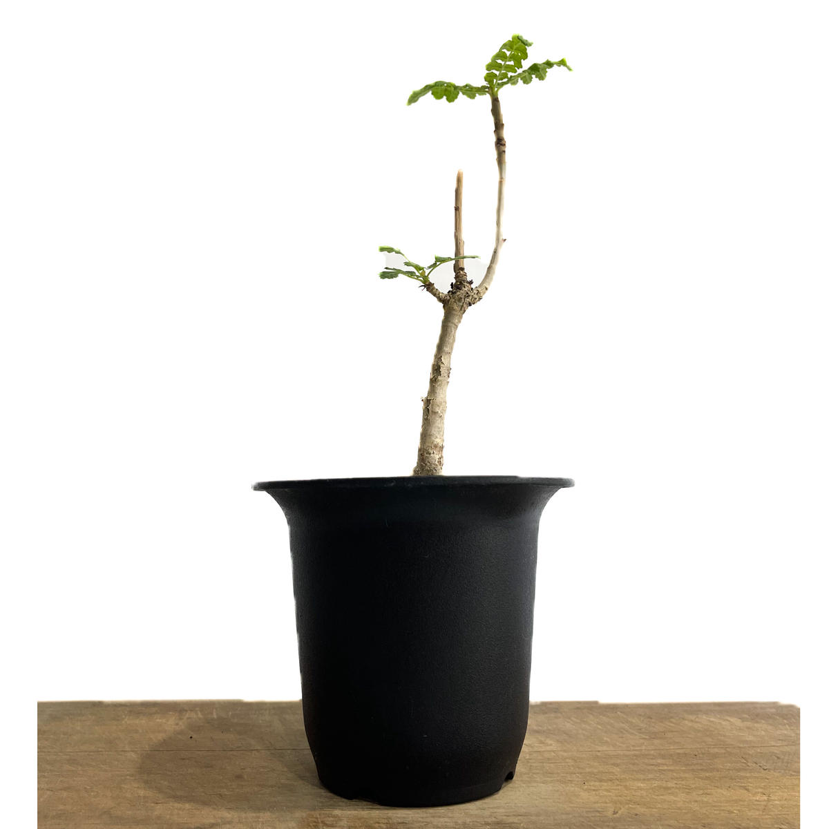 ① ボスウェリア サクラ 実生3寸苗