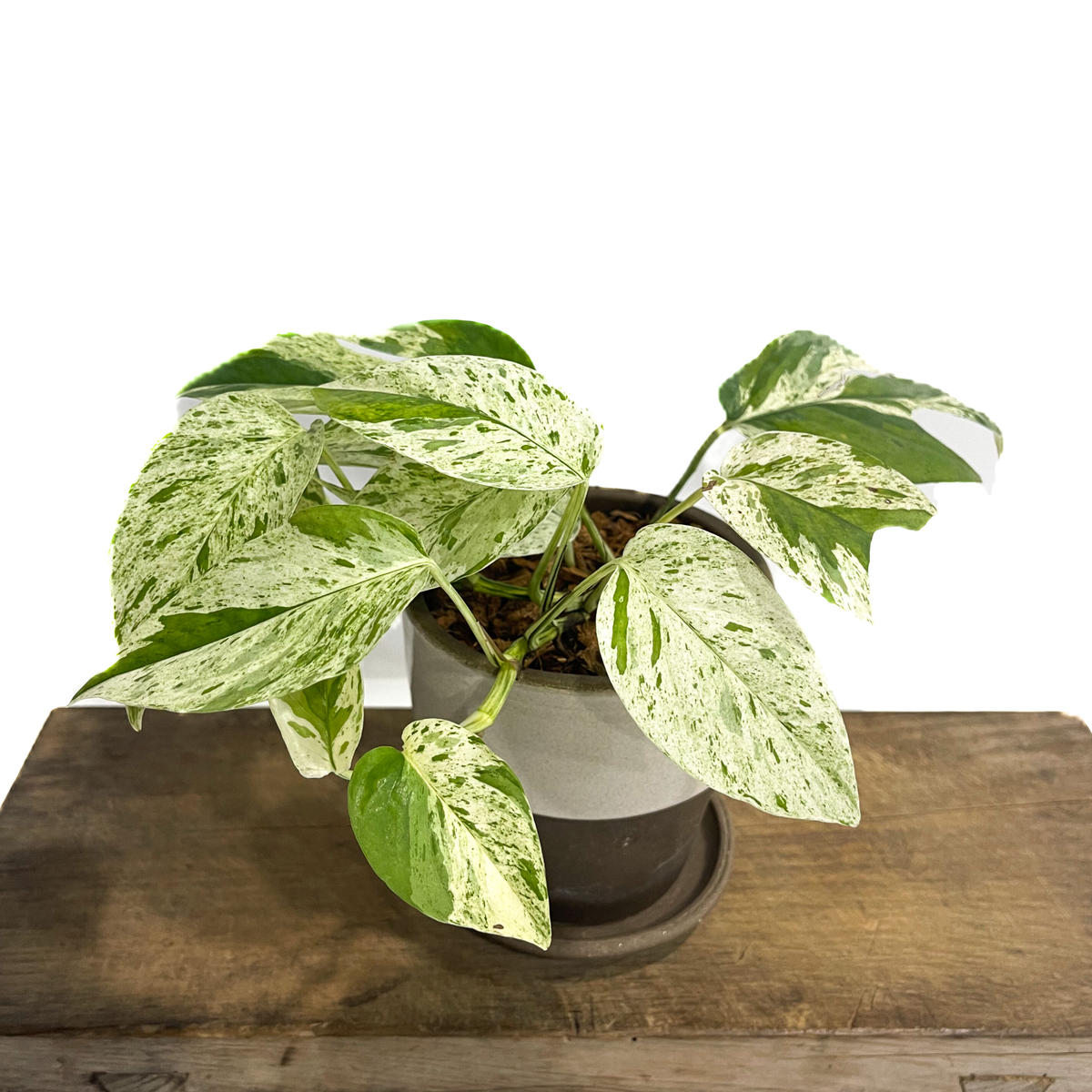 エピプレムナム ビナツム マーブル「Epipremnum pinnatum Marble」3/...