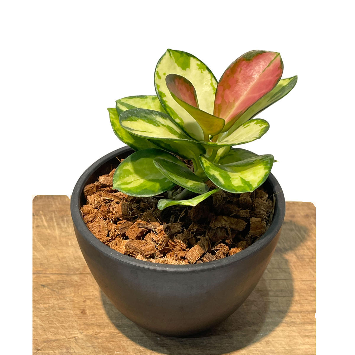 新年セール 極めて希少種レア hoya desvoeuxensis サクララン レア珍種