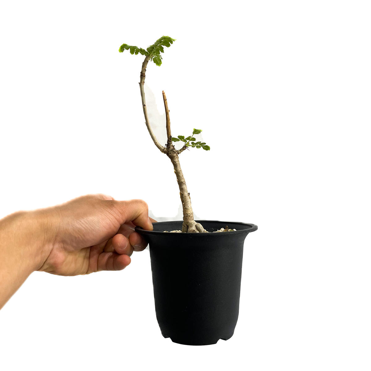 ボスウェリアサクラ 実生　1 ① ボスウェリア サクラ 実生3寸苗