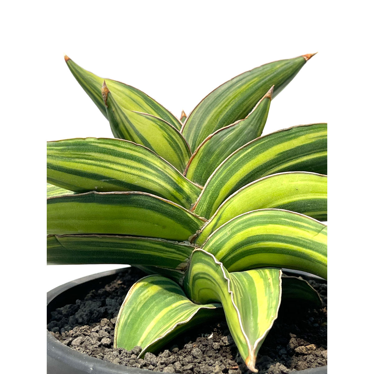 サンセベリア サムライ ドワーフ 斑入 Sansevieria Samurai Dwarf V