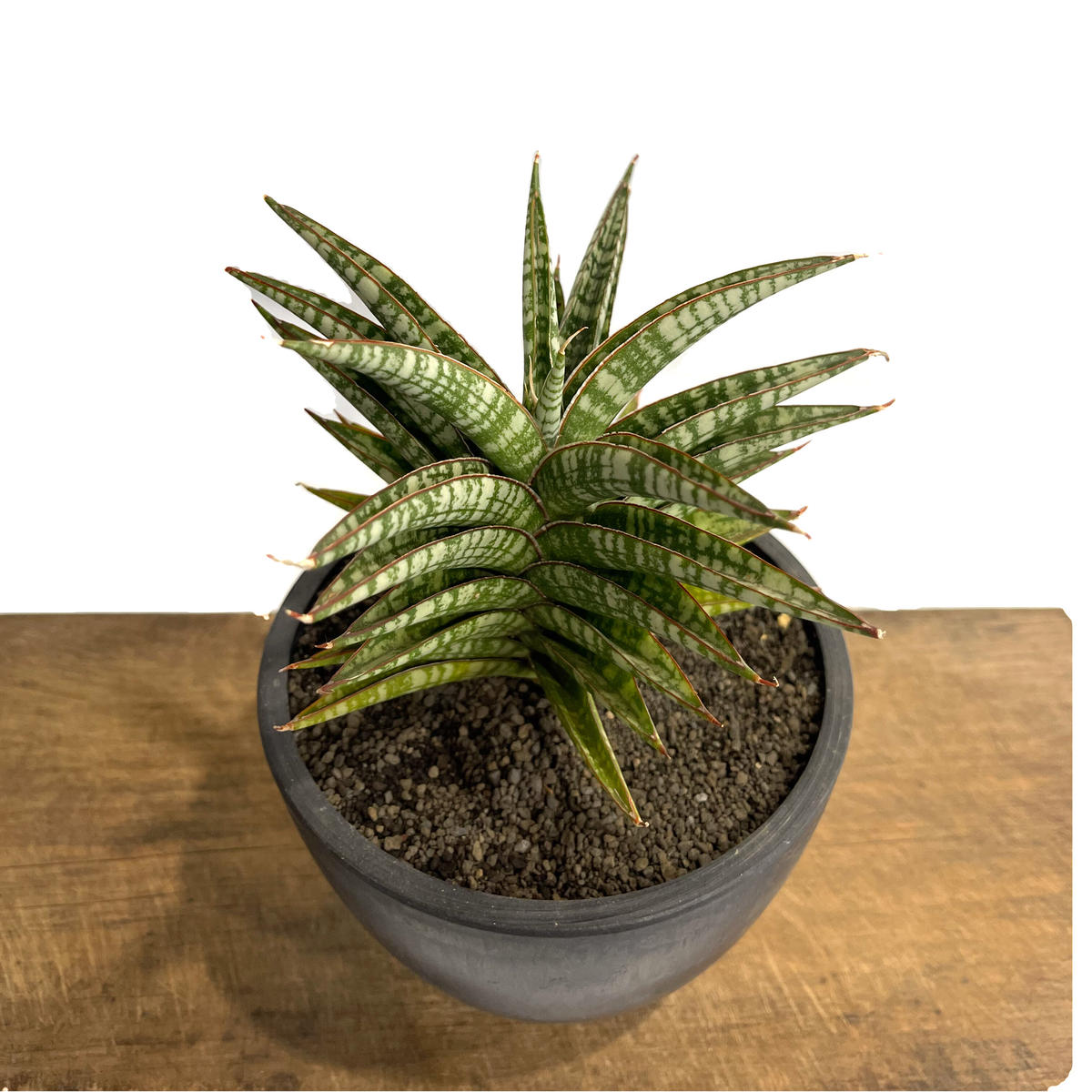 サンスベリア バンテン sansevieria bang-teng 9/6撮影 サンスベリア バンテン sansevieria bang-teng 9/6撮影