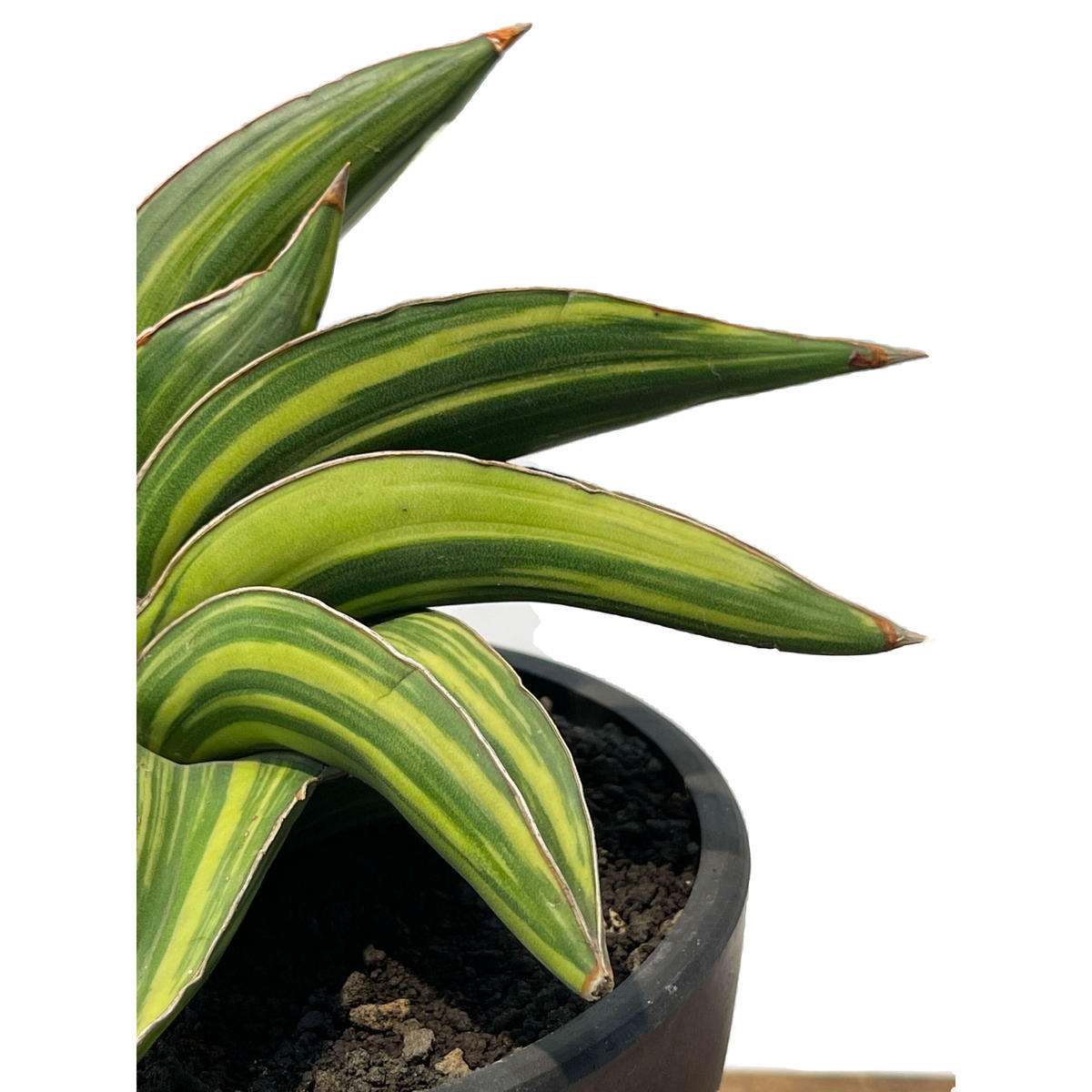 サンセベリア サムライ ドワーフ 斑入 Sansevieria Samurai Dwarf V