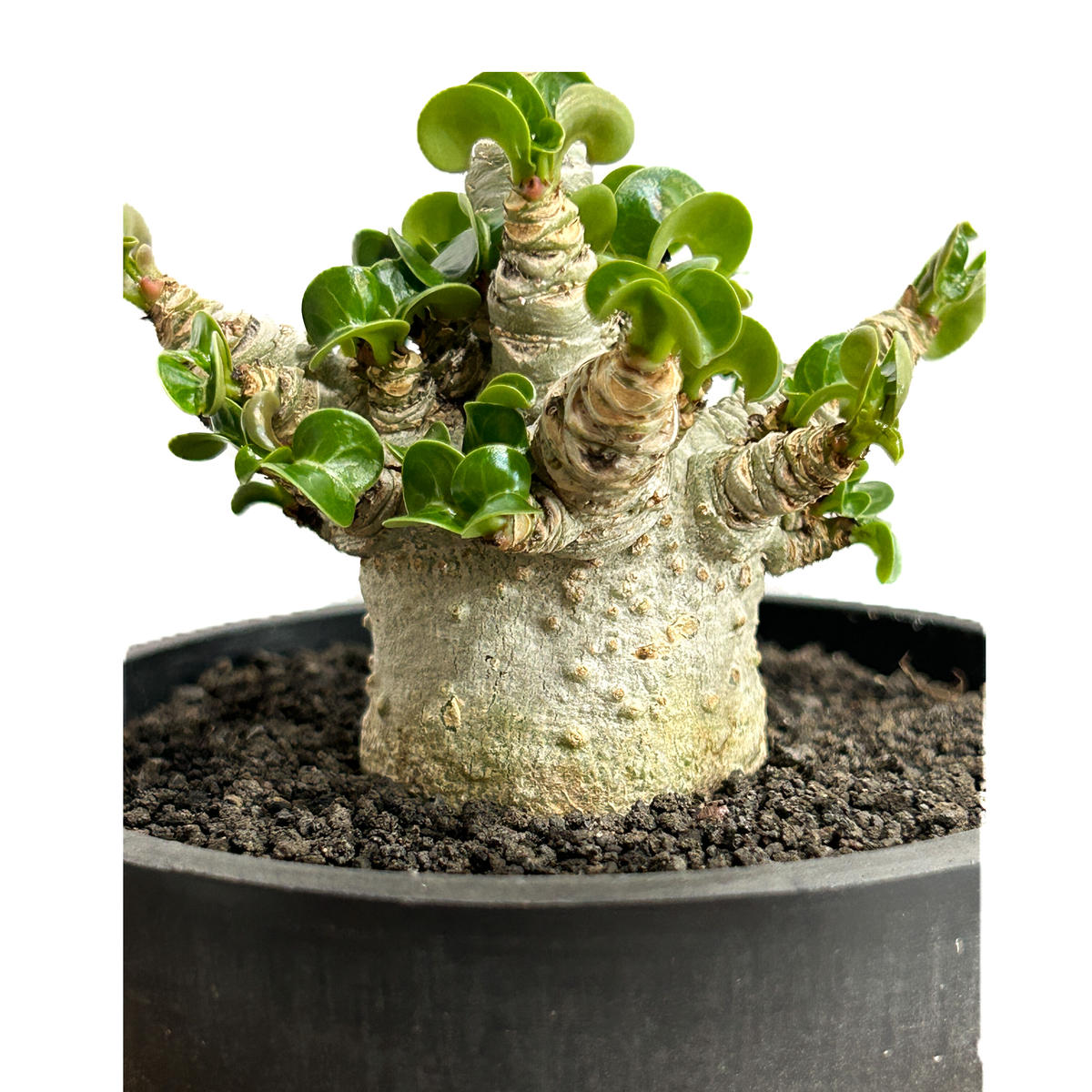 極美 獅子葉のアデニウム】Dorset Horn Adenium DHA鉢植え
