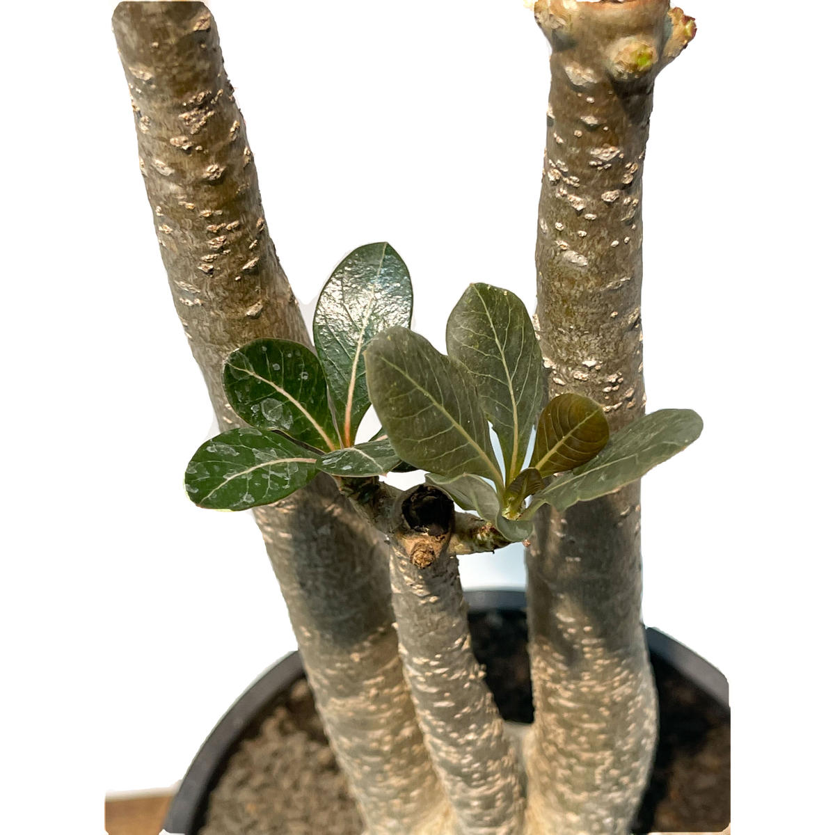 SRの通販 ゲーム・おもちゃ・グッズ ナタネの活気 SR 美品