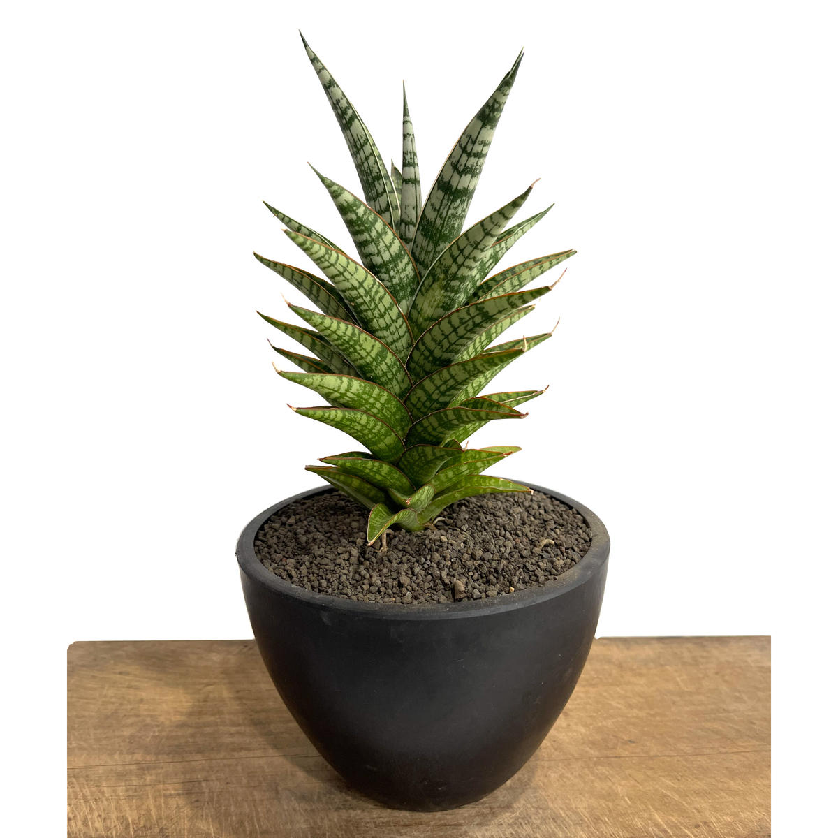サンスベリア バンテン sansevieria bang-teng