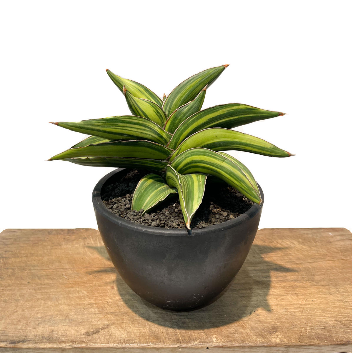 サンセベリア サムライ ドワーフ 斑入 Sansevieria Samurai Dwarf V