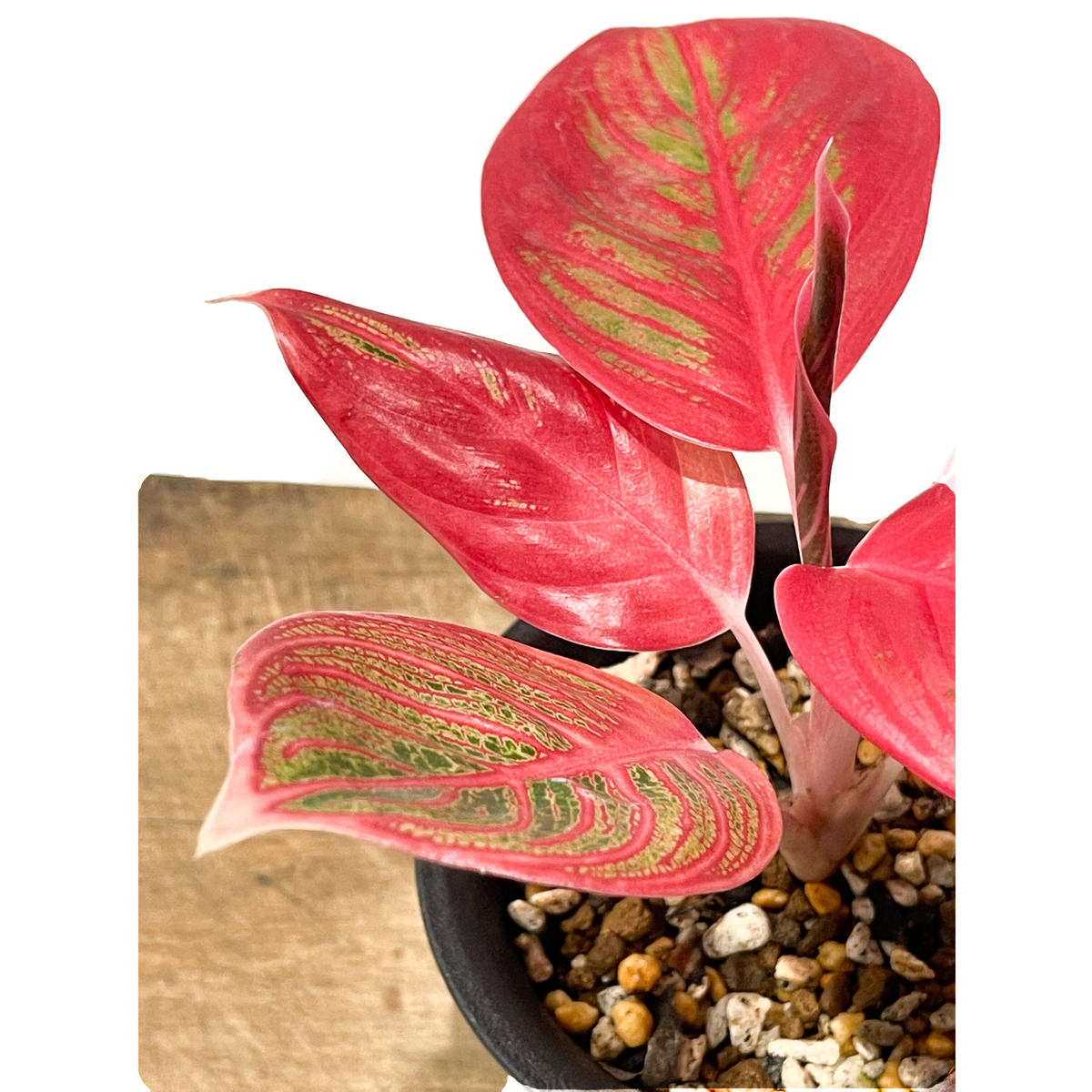 品質一番の アグラオネマ ニティドゥム カーティシー大 美株 植物 観葉植物